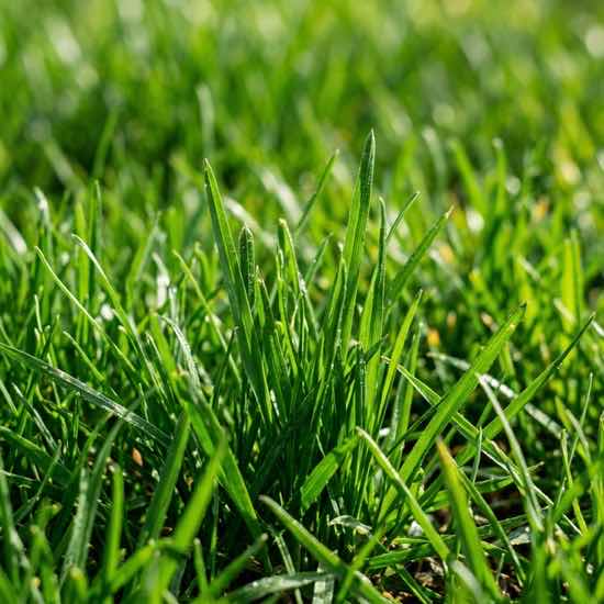 Keep Lawn Green Dogs Georgia