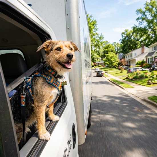 Moving To Georgia With Dogs Guide