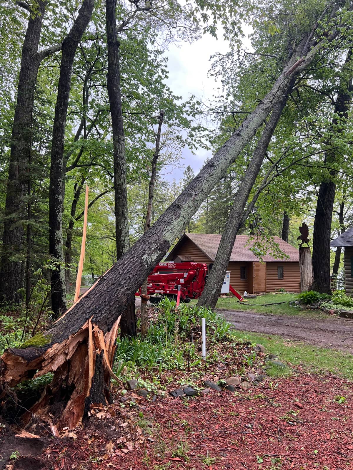 Tree risk assessment by Wellner Arboriculture in Bloomer, WI