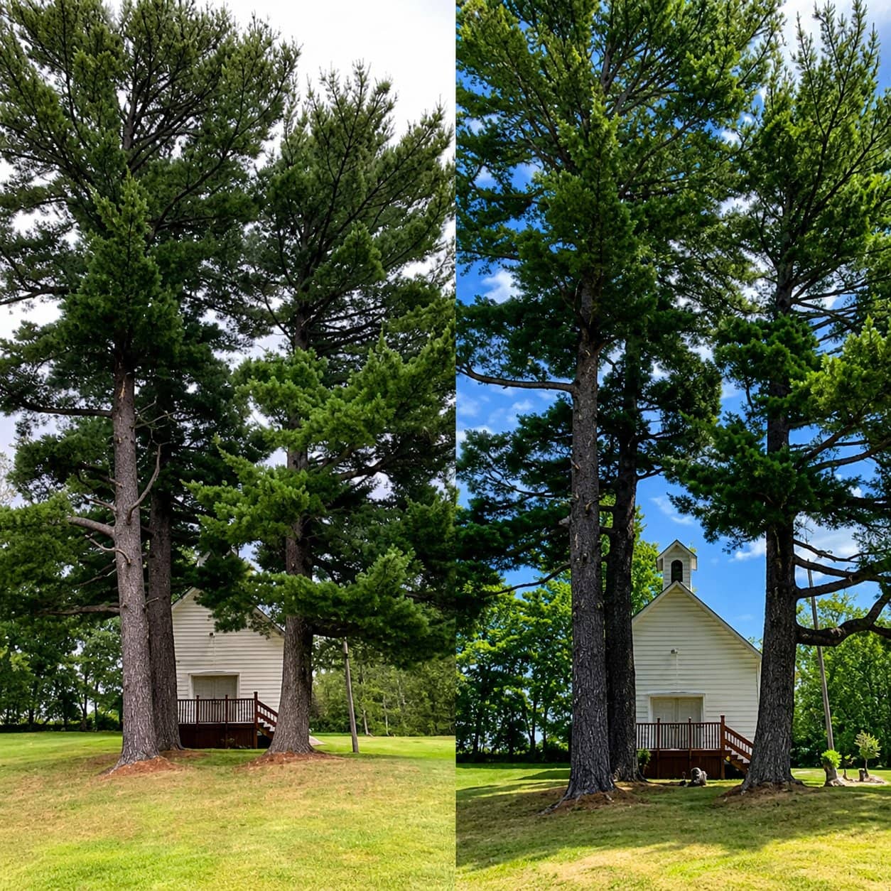 Tree & Shrub Pruning